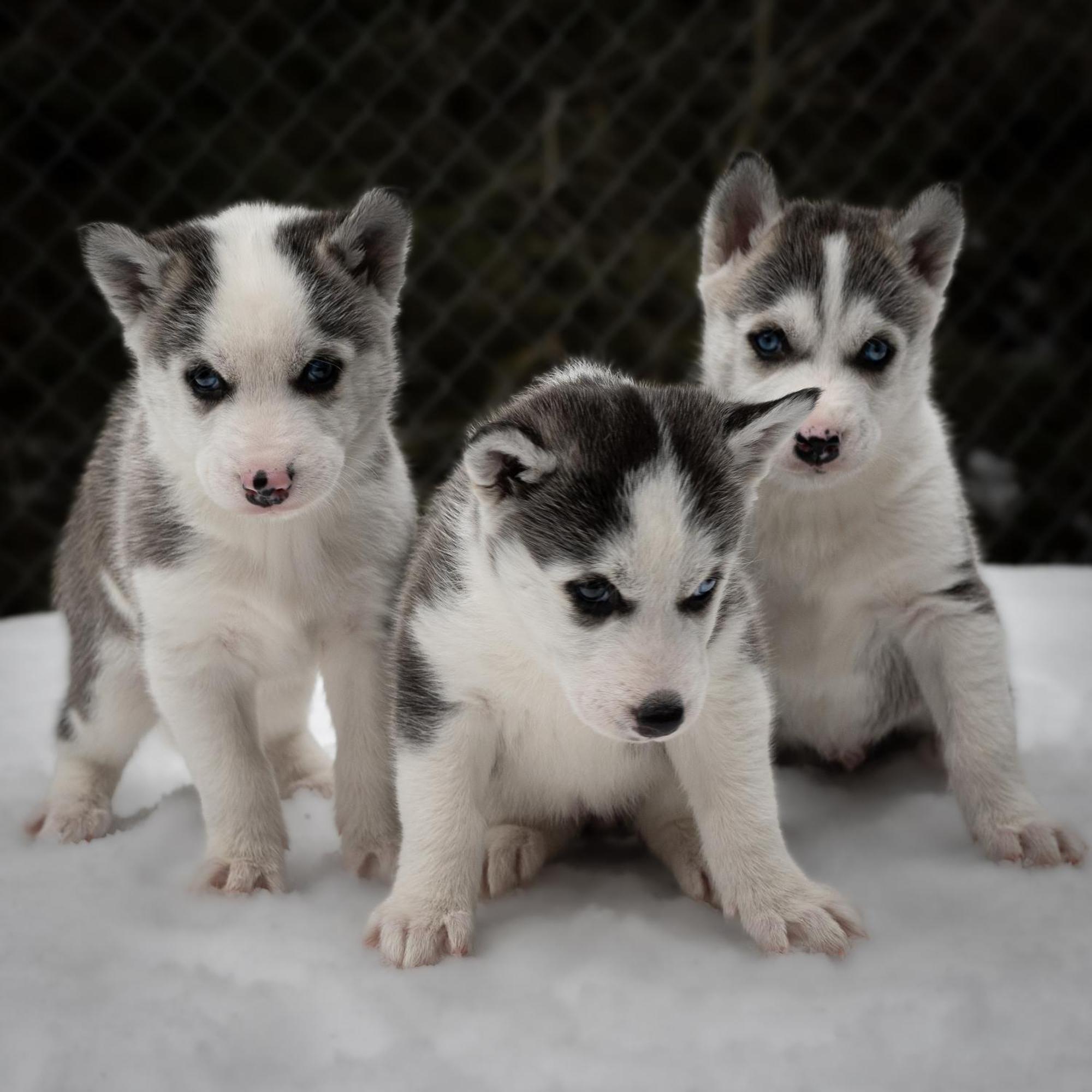 Huettenhotel Husky Lodge Muotathal Kültér fotó