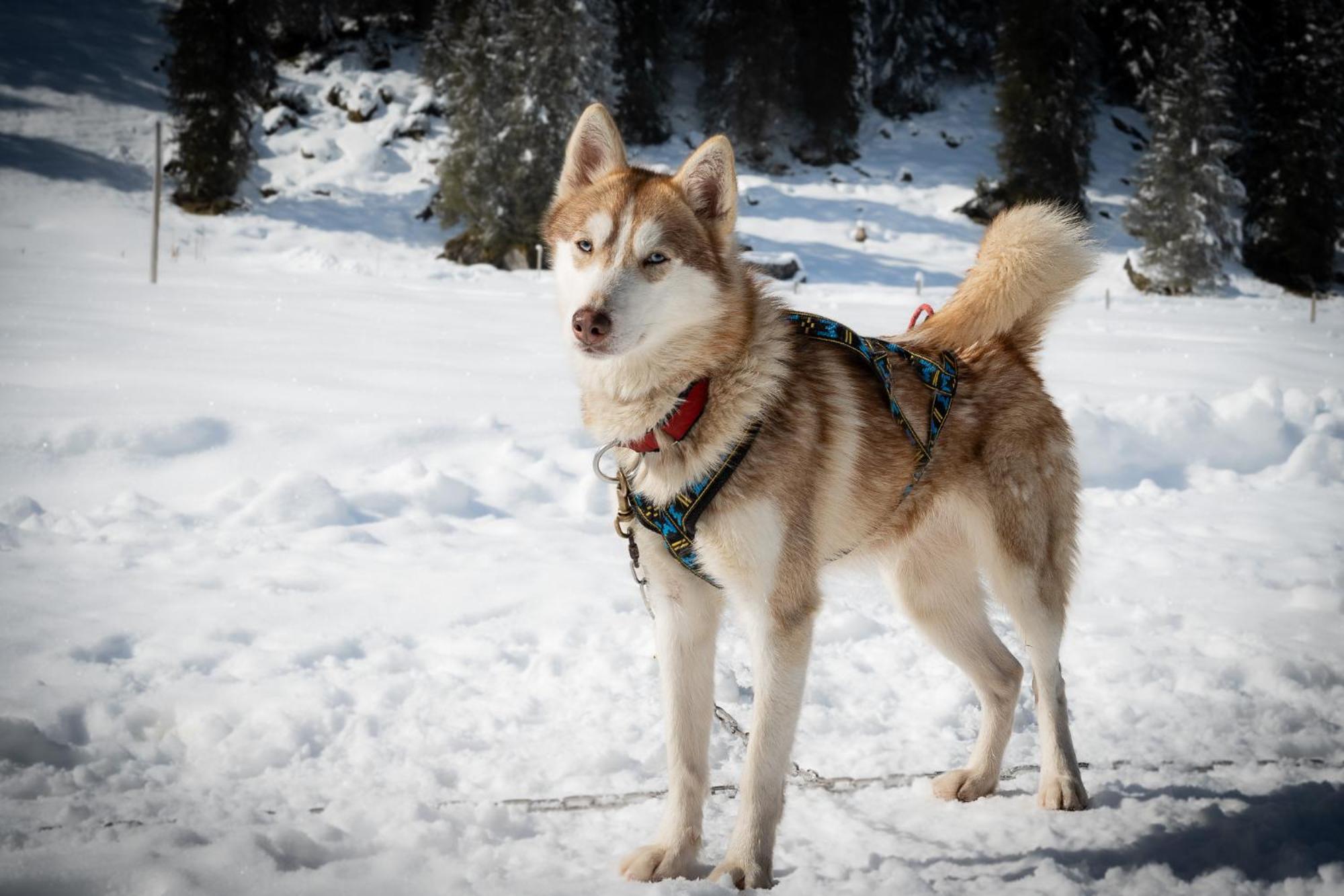 Huettenhotel Husky Lodge Muotathal Kültér fotó