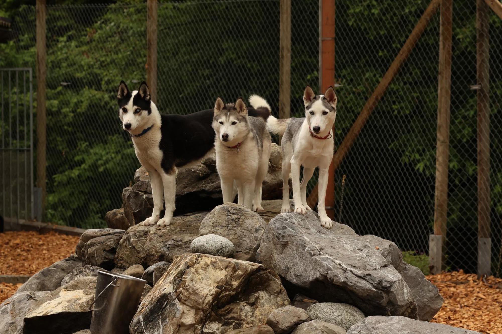Huettenhotel Husky Lodge Muotathal Kültér fotó